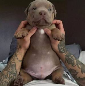 Pitbull Red Nose