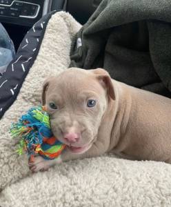Pitbull Red Nose