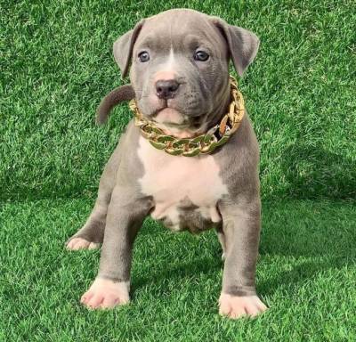 Pitbull Red Nose