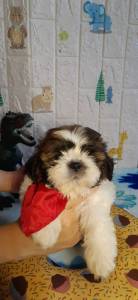 Shih Tzu Lindos Filhotes Disponveis Pronta Entrega