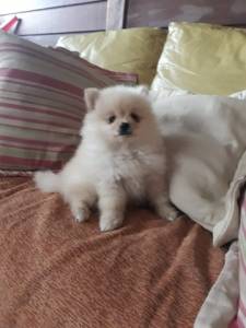 Spitz Alemo Luluzinho Baby Face Super Promoo De Sexta