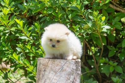 Spitz Alemo Lindos Filhotes Mini De Alta Qualidade Sextou