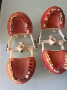 Manequim Odontolgico