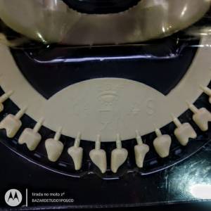 Crnio De Plstico   Anatomia Corpo Humano Novo