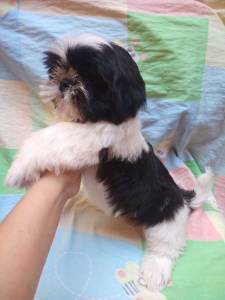 Machinho