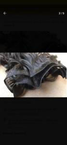 Cabelo Humano Na Tela