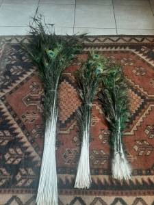 Plumas