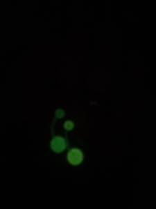 Piercing Umbigo Fluorescente Bioflex - Brilha No Escuro