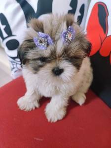 Shihtzu A Melhor Companhia