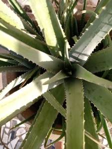 Vendo Mudas De Babosa (aloe Vera) Original