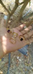 Anis Disponveis