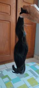 Cabelo